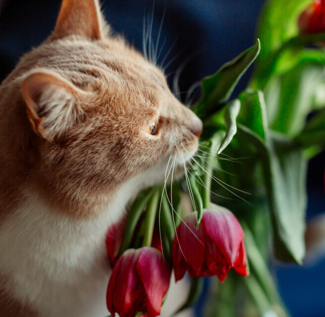 Niebezpieczne rośliny dla kotów