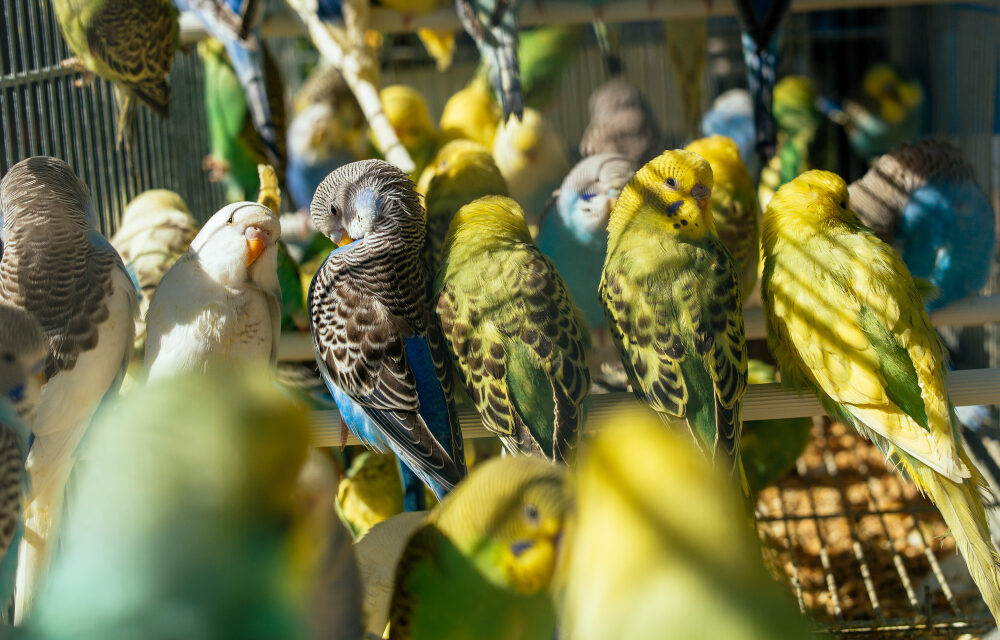 Papuga falista – wszystko o jej hodowli